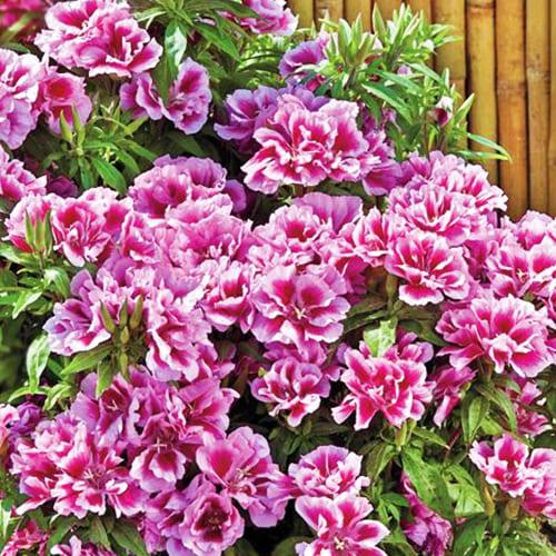 Семена Годеция Florium Рембрандт (10204) - фото 2