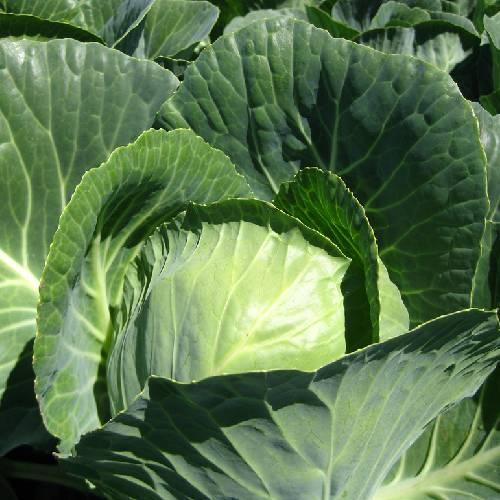 Насіння Капуста Florium Амагер (16765)