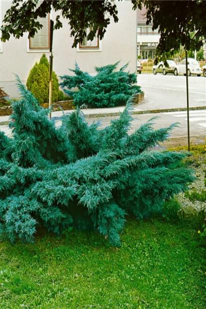 Можжевельник средний Пфитцериана Глаука 5 л