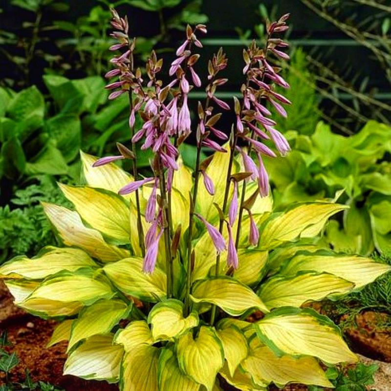 Хоста Dobrodar Lady Guinevere 1 шт. (38290673)