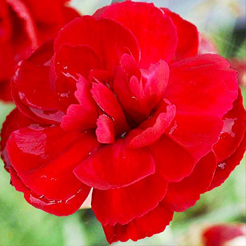 Гвоздика Florium Desmond (3903)
