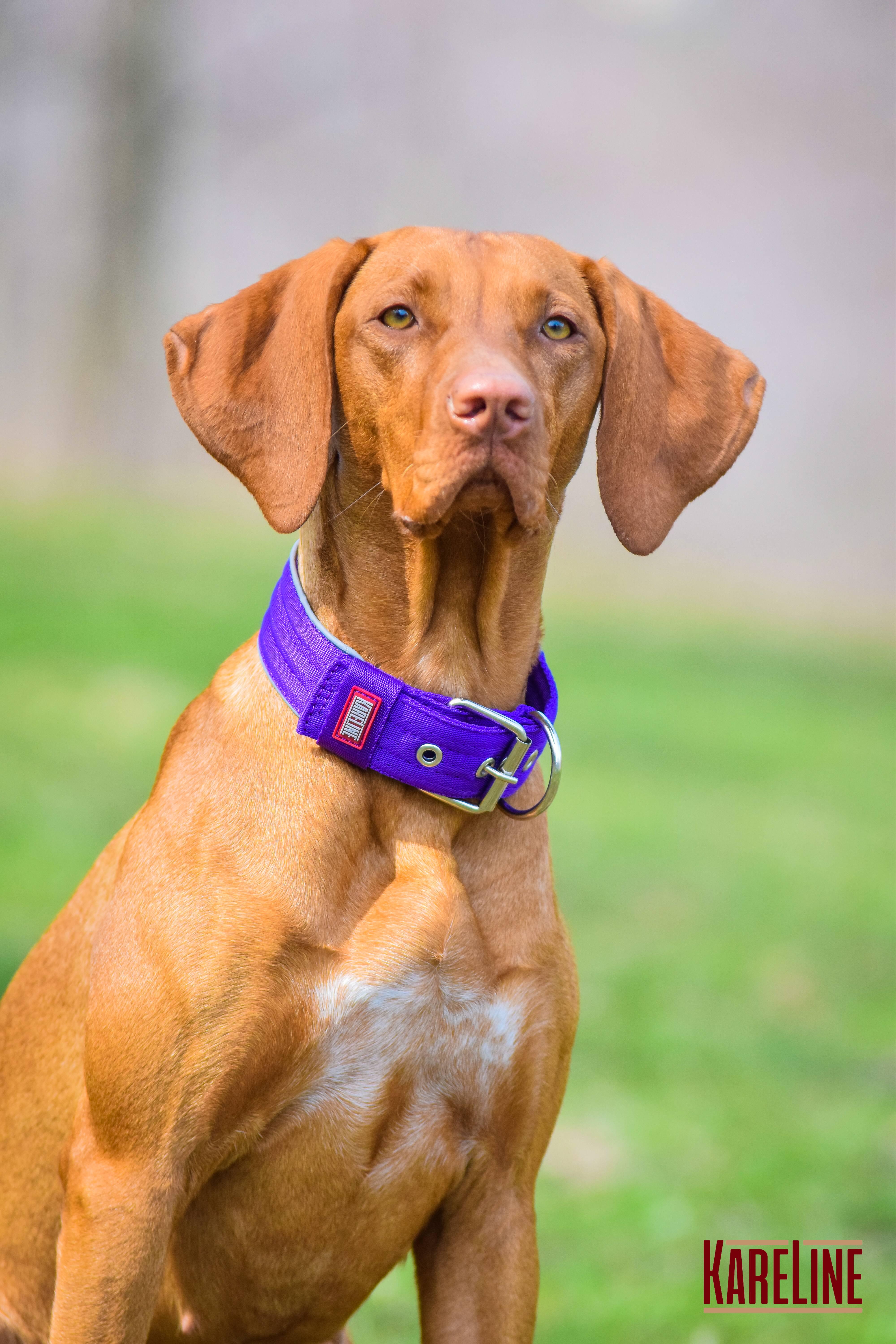 Ошейник KareLine усиленный нейлоновый со светоотражающим кантом 48 мм 550-640 мм Фиолетовый (0957/9) - фото 3