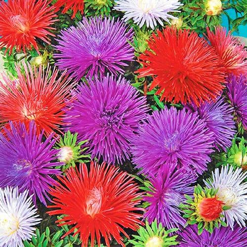 Насіння Астра Florium Унікум суміш (6071)