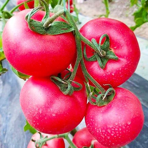 Семена Томат Florium Малиновий Ожаровський (17202)