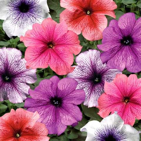 Насіння Петунія Тритунія F1 суміш з прожилками професійне ТД Гекса-Україна 02-01-396 20 шт. (IR003048)