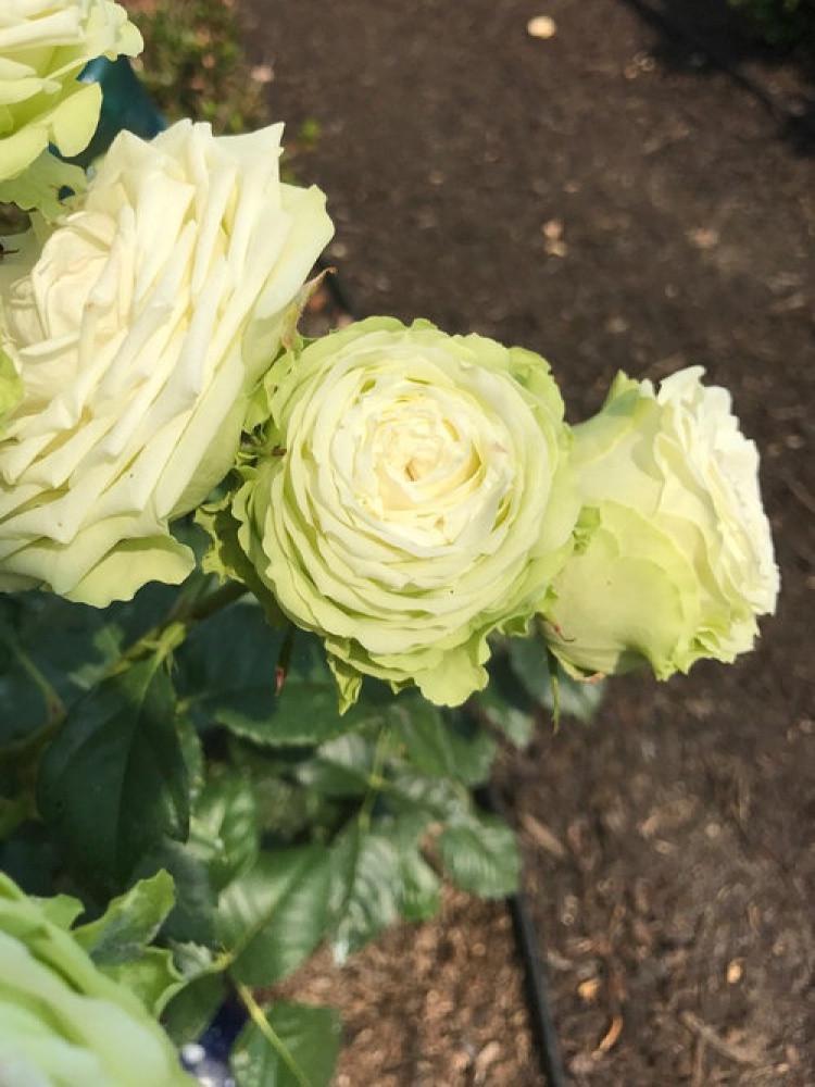 Роза Green Romantica Чайно-гибридная в контейнере (2677332366) - фото 5