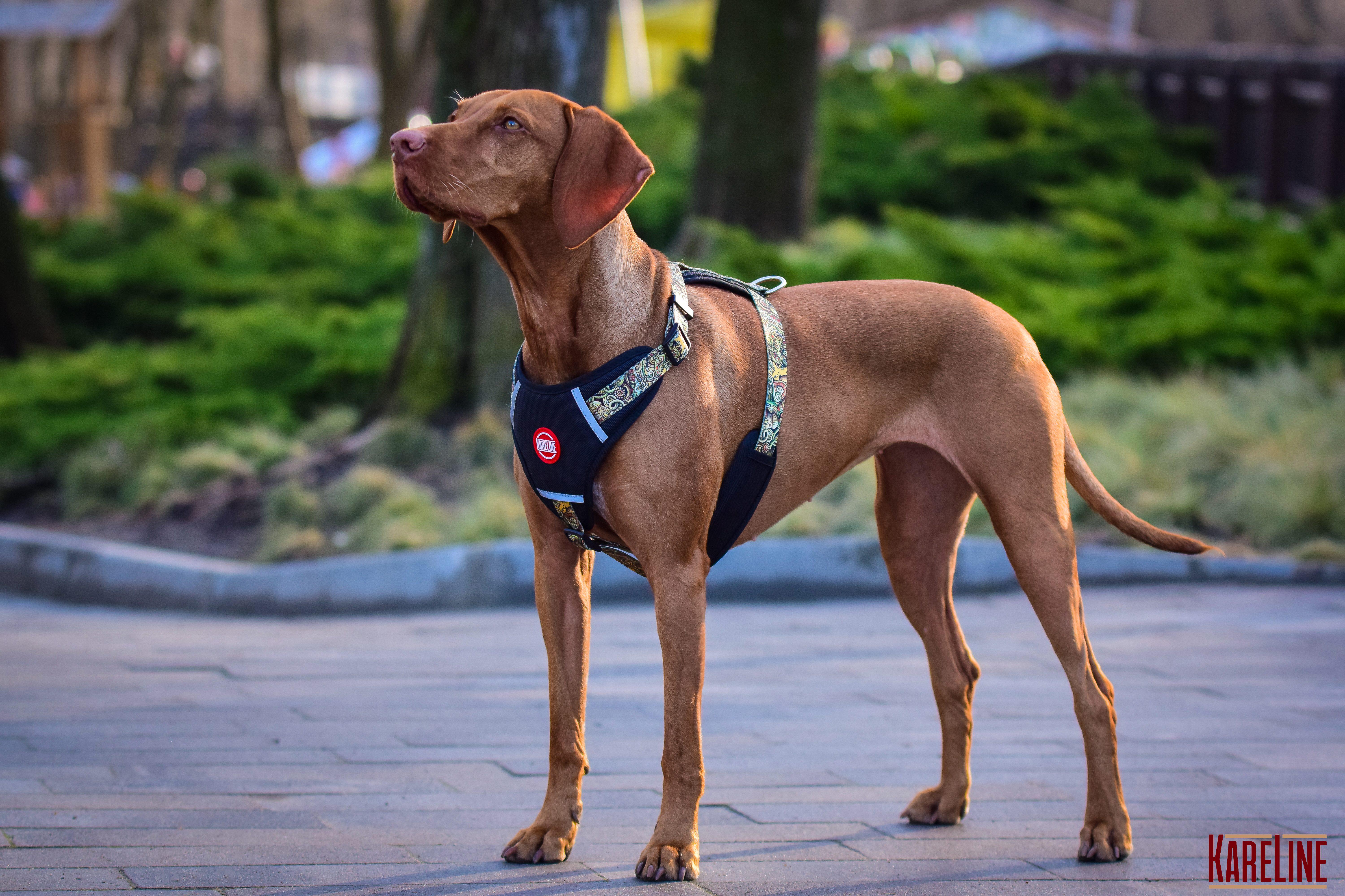 Шлея KareLine AFRIKA из нейлона с узором логотипом и пластиковой пряжкой 10 мм А 220-300 мм В 280-380 мм (0880/11) - фото 3 Шлея KareLine AFRIKA из нейлона с узором логотипом и пластиковой пряжкой 10 мм А 220-300 мм В 280-380 мм (0880/11) - фото 3