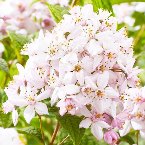 Дейция Florium Mont Rose (10358)