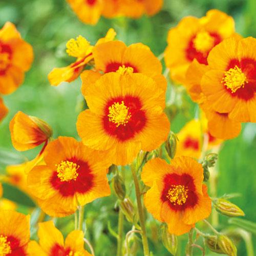 Гелиантемум Florium Ben Heckla (13096)