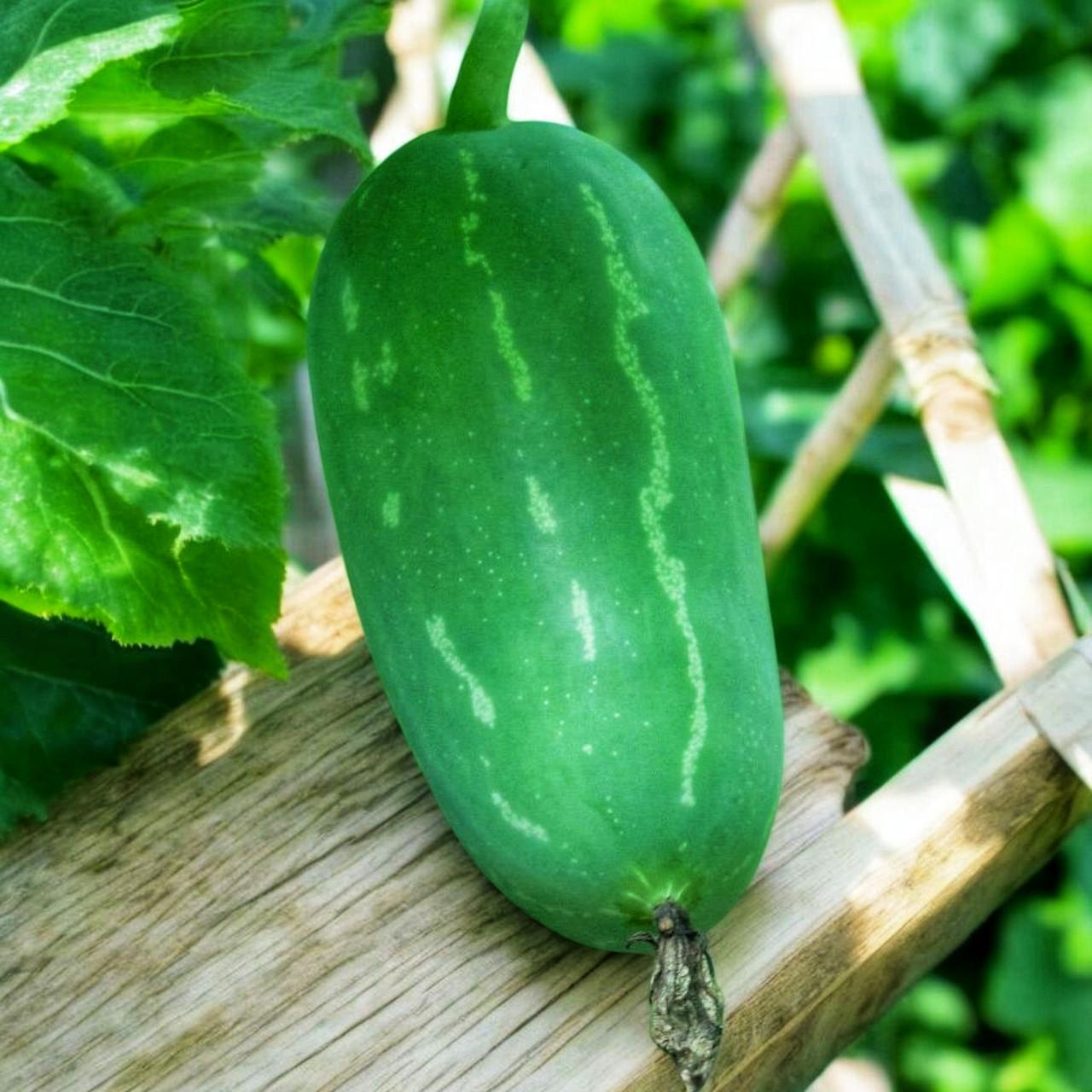 Насіння Кокцинія велика Coccinia grandis 5 шт. (2531856769) - фото 3