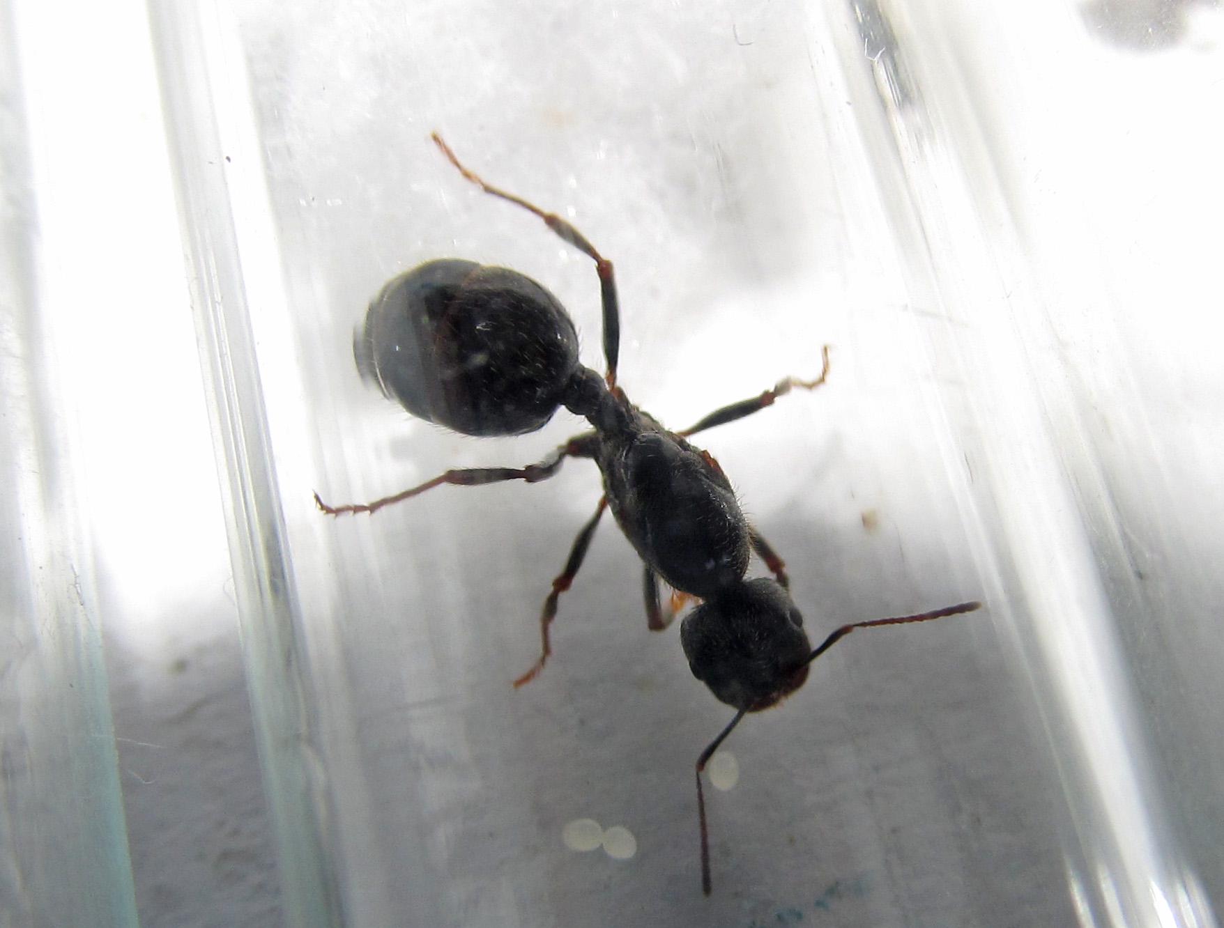 Муравьи-женцы messor structor для муравьиной фермы колония (ants-30-40)