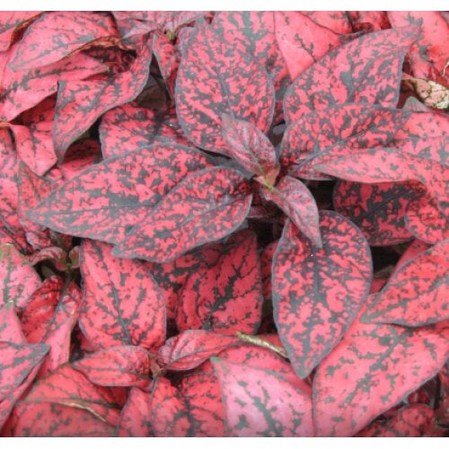 Семена цветов Гипоэстес Confetti Compact Red Sakata 10 шт. (BN06718-4)