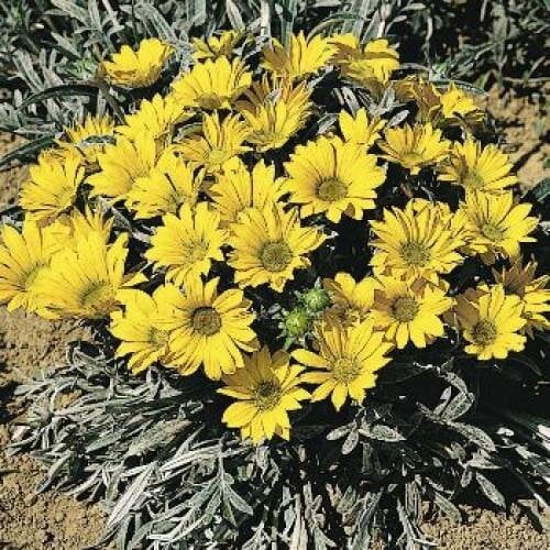 Семена цветов Газания жестковатая Benary Talent Yellow 1000 шт. (BN01115)
