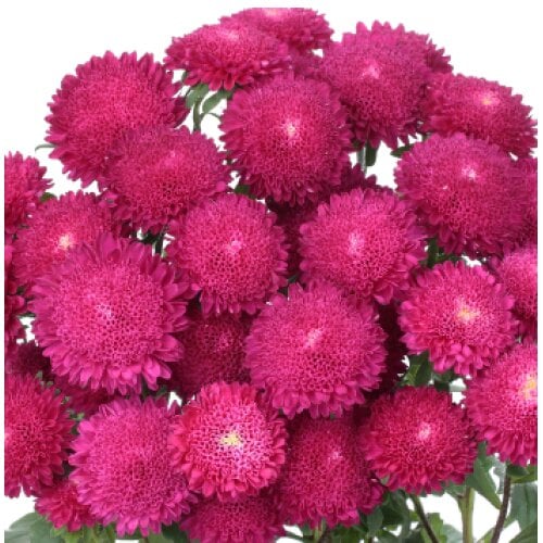 Семена цветов Астра на срез Bonita Rose Sakata 25 шт. (BN06539-4)
