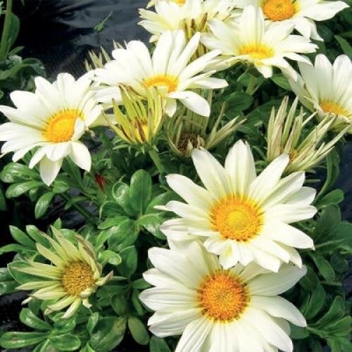 Семена цветов Газания Enorma Vanilla Hem Genetics 10 шт. (BN09287-4)