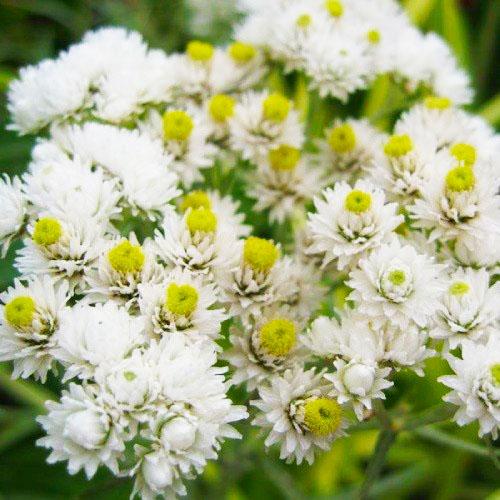 Анафалис трёхжилковый Sommerschnee Florium (11477)