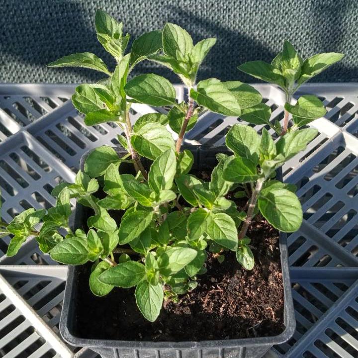 Саженец Мята грушевая Mentha Pyrus 3 шт.