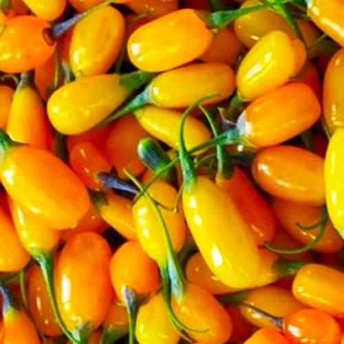 Саджанець Годжі жоВтий Голден Беррі (71924)