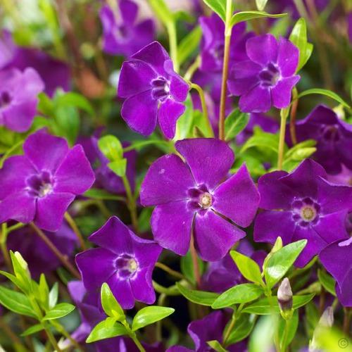 Барвинок Florium Atropurpurea (2582)