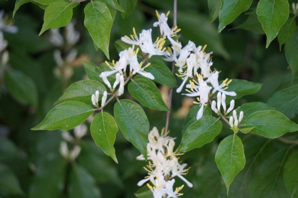 Насіння Жимолость Маака Lonicera maackii 10 шт./уп. - фото 3