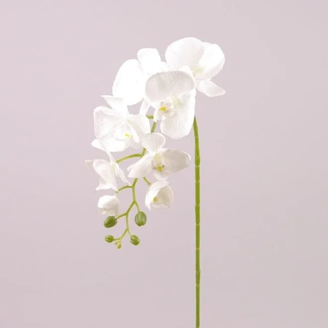 Цветок Фаленопсис Flora Белый (72790)
