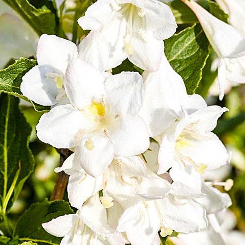 Семена Вейгела Candida Florium (2603)