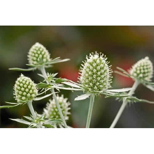 Семена цветов Benary Синеголовник плоскол Glitter White 50 шт. (BN04257-3)