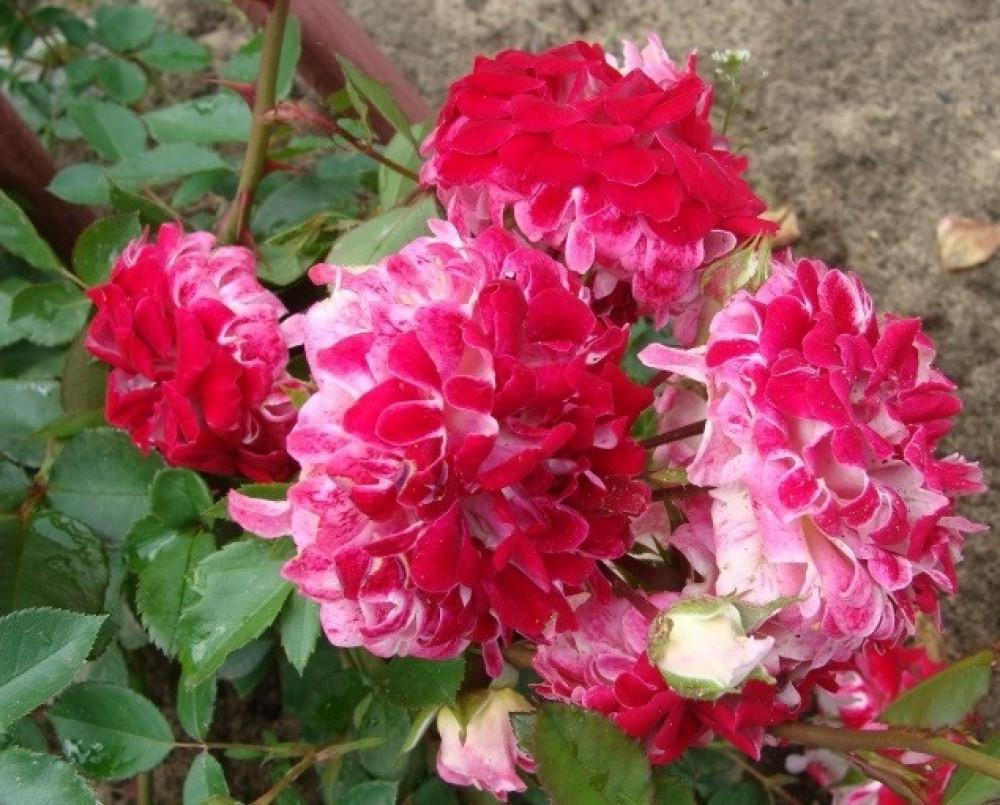Роза Sparkling Ruffles Флорибунда в контейнере (2669458473)
