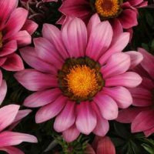 Семена цветов Газания PanAmerican NEW DAY PINK SHADES 1000 шт. (BN01103)