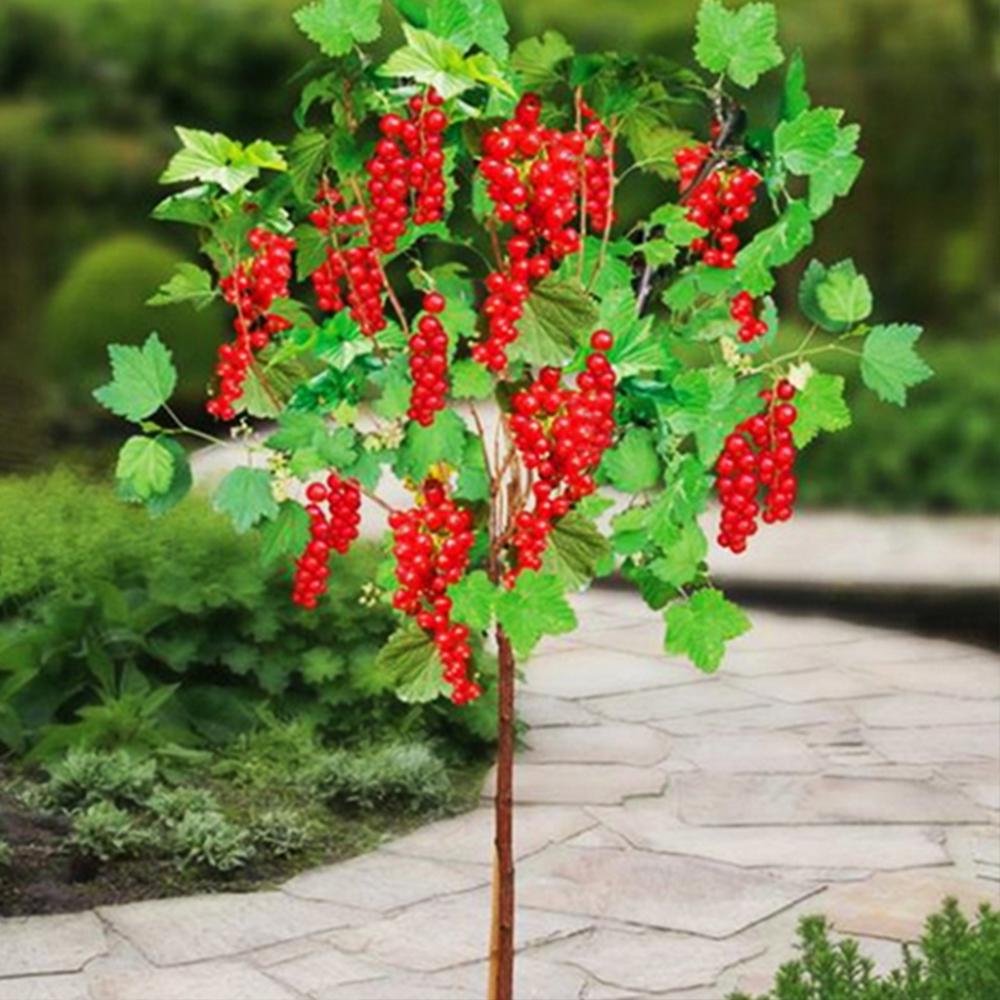 Саджанець смородини на штамбі Ровада (14964955)