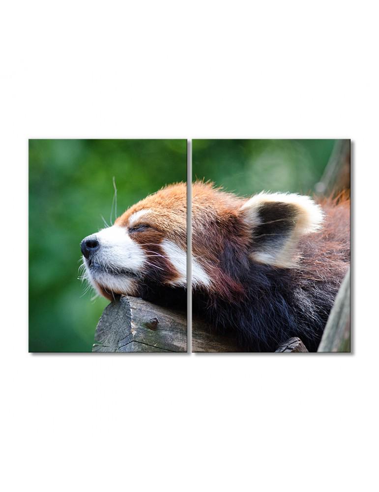 Картина модульная Спящая малая панда 2 модуля 80x120 см