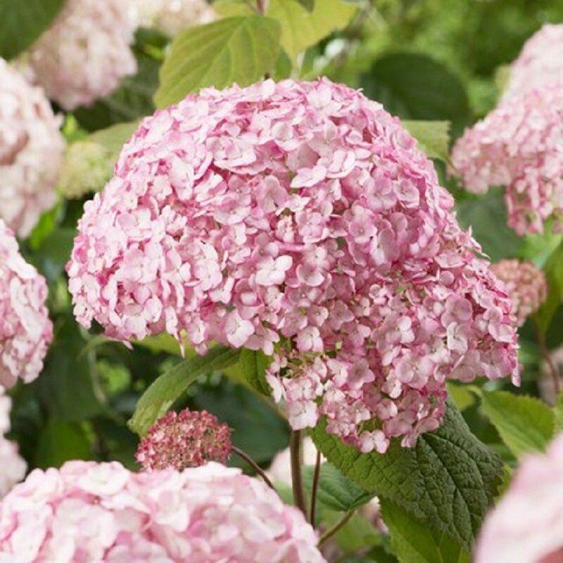 Саджанець гортензії Hydrangea arborescens Candybelle Bubblegum Р9 (1939516871)