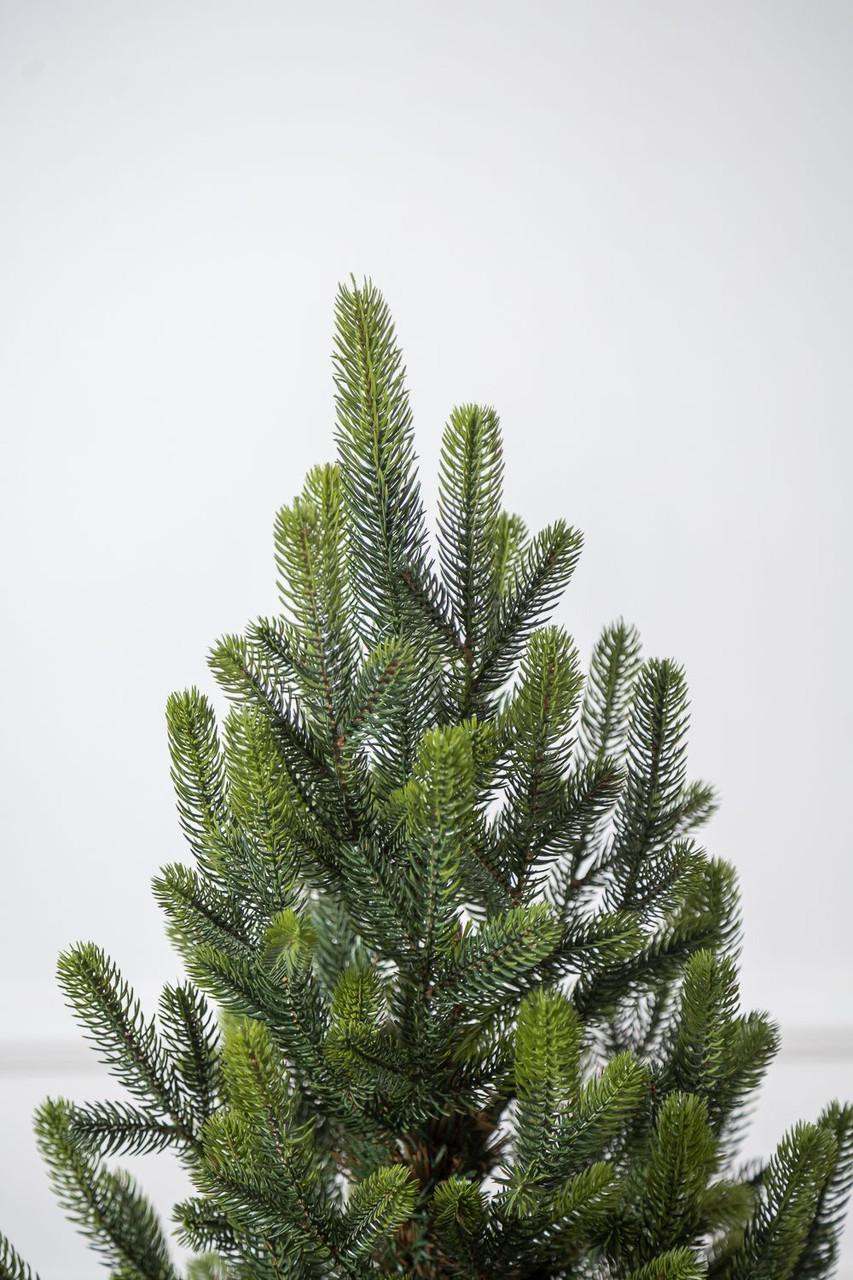 Ялинка лита SG Віденська в горщику весняна 0,70 м - фото 2 Ялинка лита SG Віденська в горщику весняна 0,70 м - фото 2