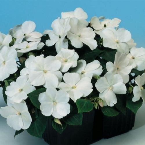 Семена цветов Бальзамин Balance White Hem Genetics 1000 шт. (BN09314)