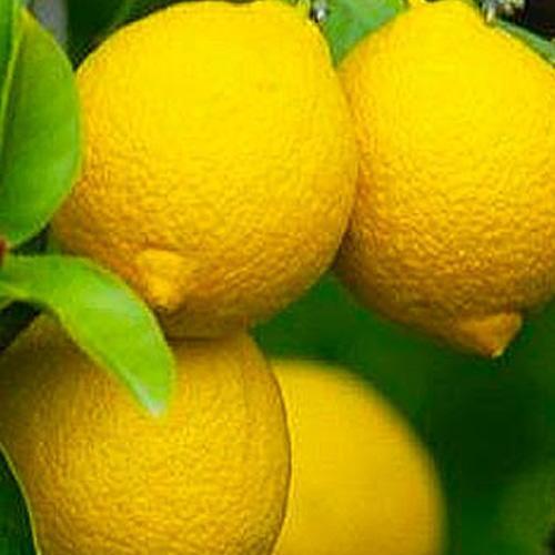 Сажанец Лимон Лунарио саженец 2 года (49509)