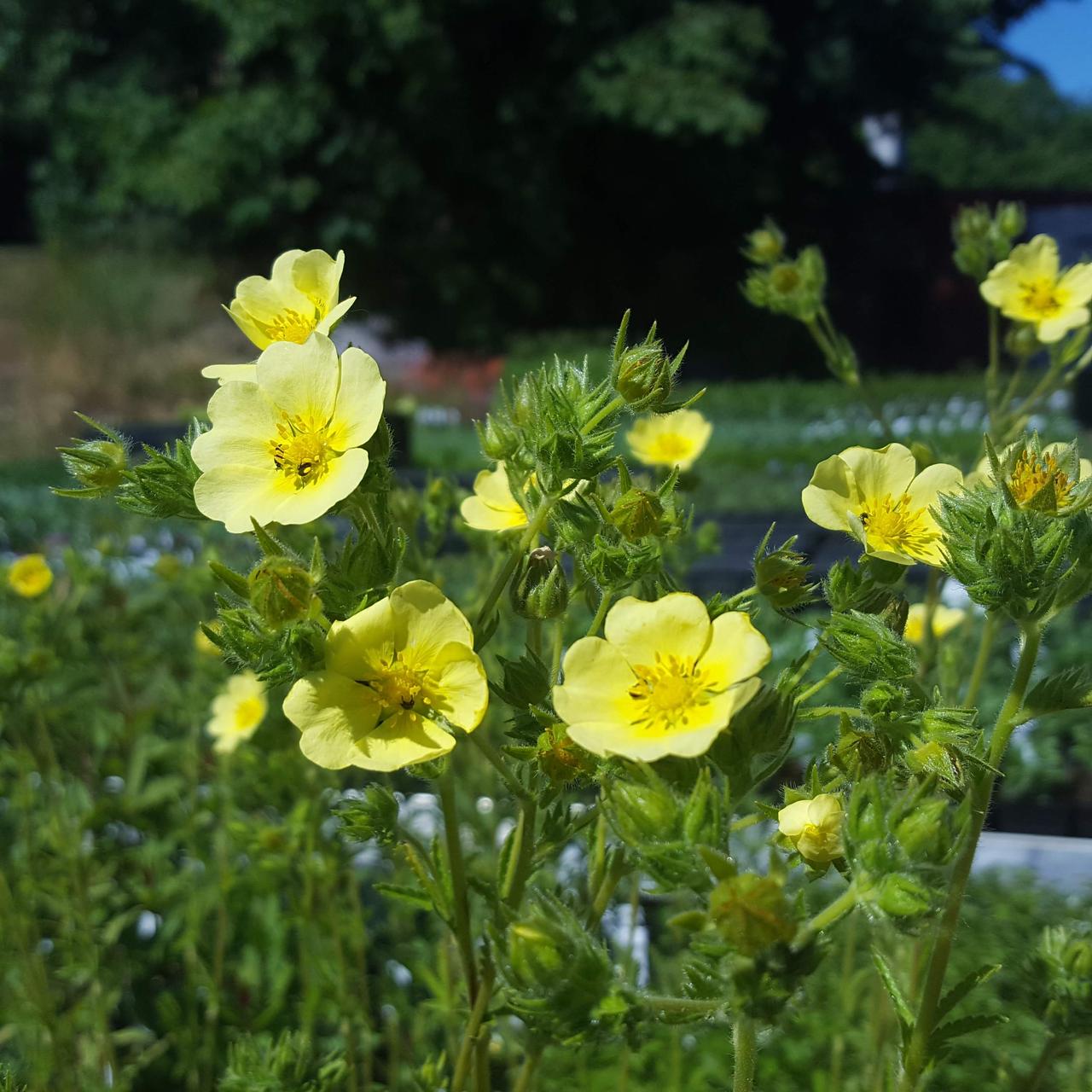 Насіння Перстач прямий Potentilla recta 0,1 г/уп.