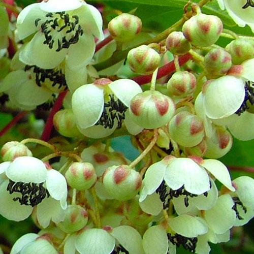 Сажанец Эксклюзив Киви темно-зеленый Банафия Banafia премиальный морозостойкий сорт (47391)