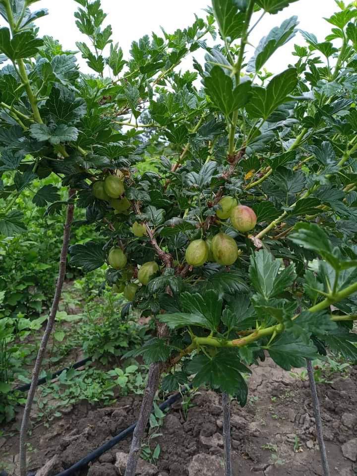 Саженец крыжовника Рефламба на штамбе (12513462) Саженец крыжовника Рефламба на штамбе (12513462)