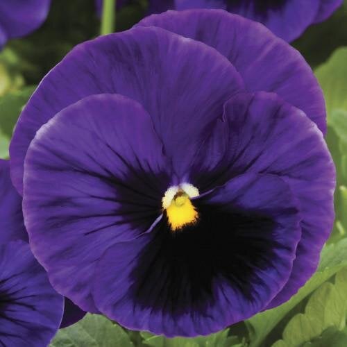 Семена цветов Виола Colossus F1 Deep Blue with Blotch Syngenta 500 шт. (BN03132-2)