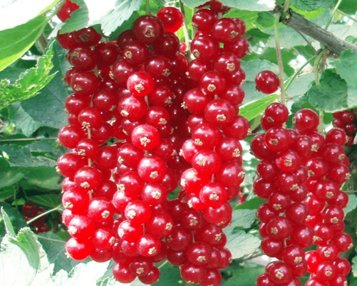 Смородина Яскрава Цукрова Червоний (1144)