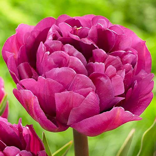 Тюльпан Florium Backpacker (3306)