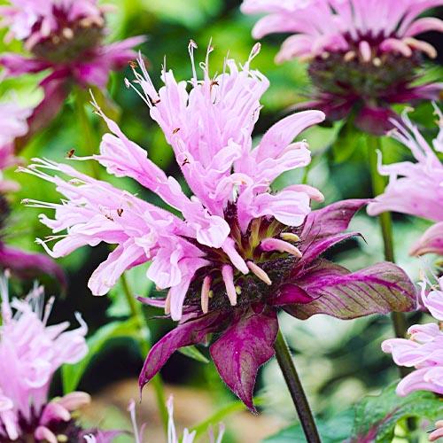 Монарда Florium Beauty of Cobham (7010)