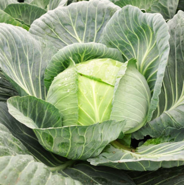 Семена Капуста белокочанная Джубили F1 Bejo ТД Гекса-Украина 01-06-137 2500 шт. (IR002664)