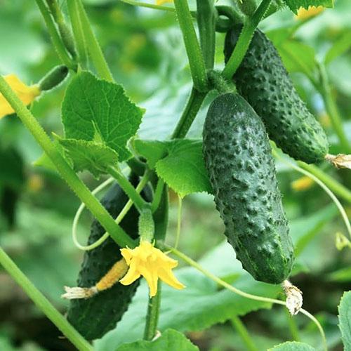 Огурец Florium Примус F1 дражированные семена (12438)