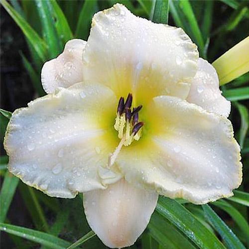 Лилейник Arctic Snow Florium