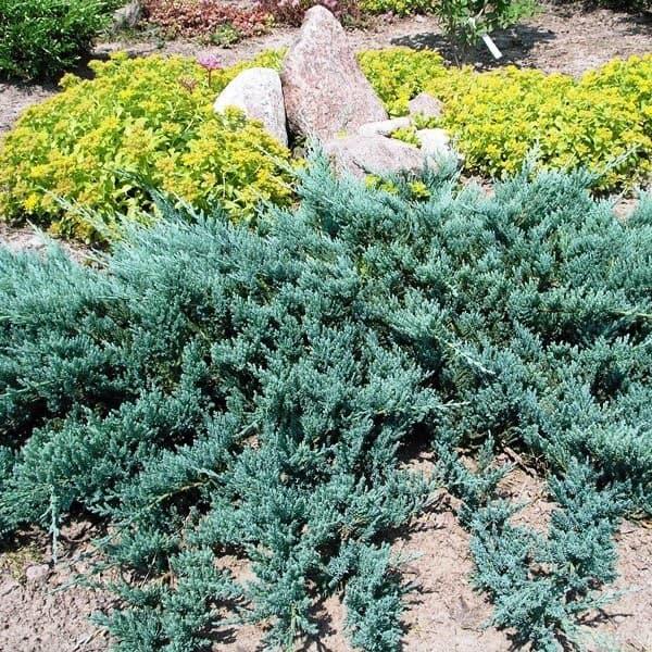 Можжевельник горизонтальный Блю Чип 2 л 2 года