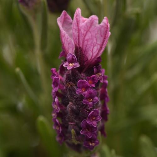 Семена цветов Лаванда BANDERA Deep Rose Kieft Seed 100 шт. (BN10172-3)