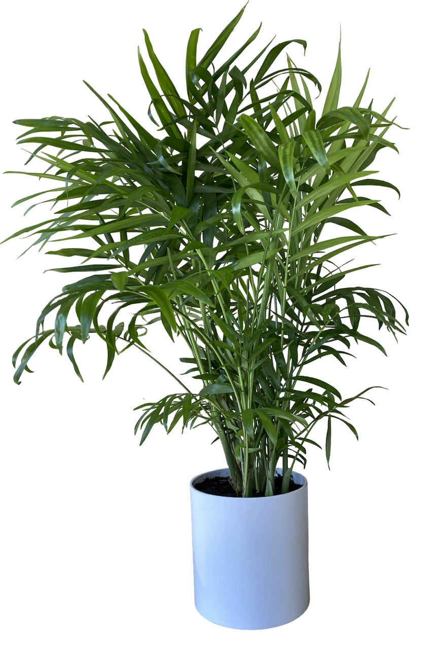 Пальмы. Купить комнатные растения оптом - Оптовый центр Грин Лайн