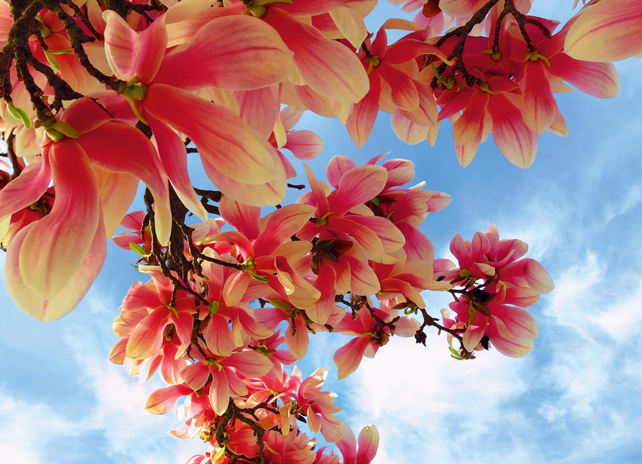 Фотообои на бумажной основе Престиж 47 Фото 47 196х272 см (2000000536866) Фотообои на бумажной основе Престиж 47 Фото 47 196х272 см (2000000536866)