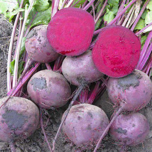 Семена Свекла Зепо F1 ТД Гекса-Украина 200 шт. 01-19-150 (IR00570) Семена Свекла Зепо F1 ТД Гекса-Украина 200 шт. 01-19-150 (IR00570)